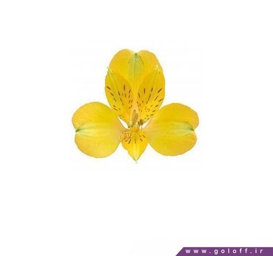 تک شاخه گل آلسترومریا استرادو - Alstroemeria | گل آف